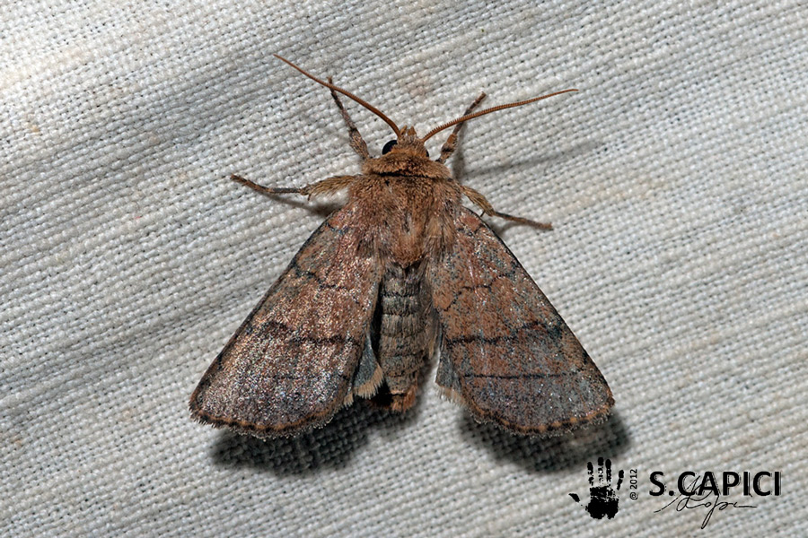falena da ID