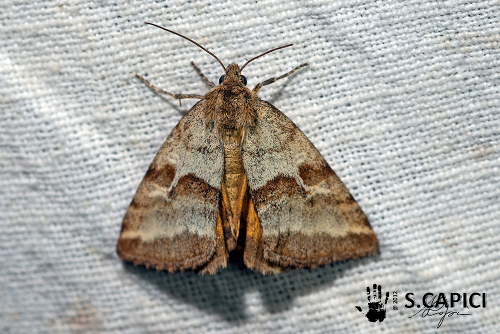 Synthymia fixa