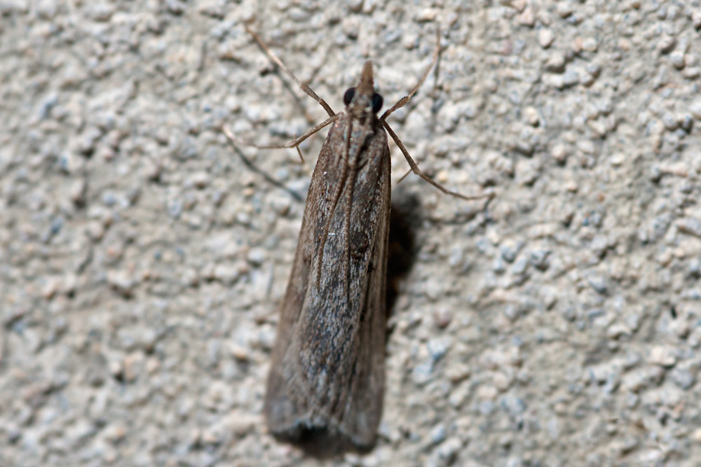 Crambidae ? da ID