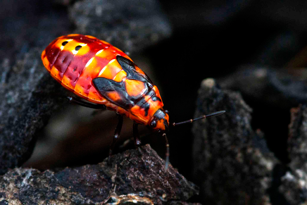 Lygaeidae: Spilostethus pandurus della Sicilia (EN)