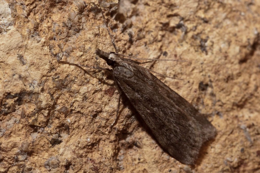 Crambidae ? da ID