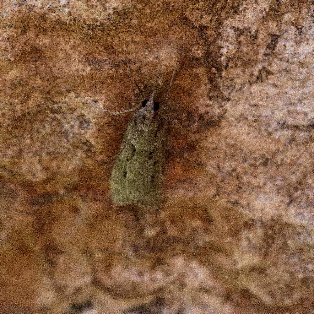 piccola falena da ID