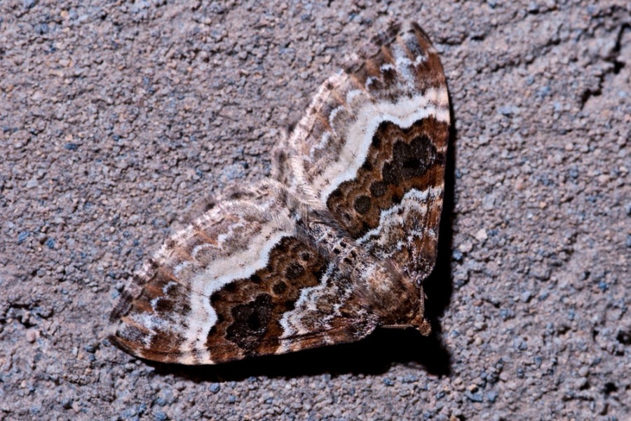 falena da ID