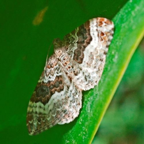 falena da ID