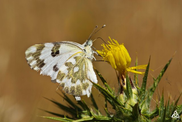pieris mahometana ?