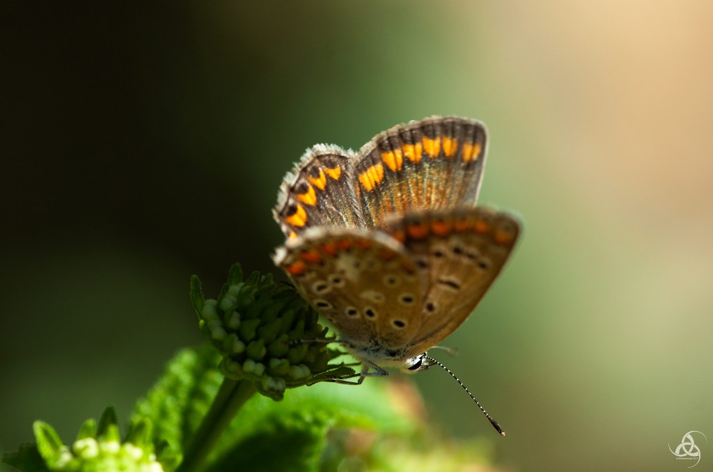Polyommatus icarus femmina ?
