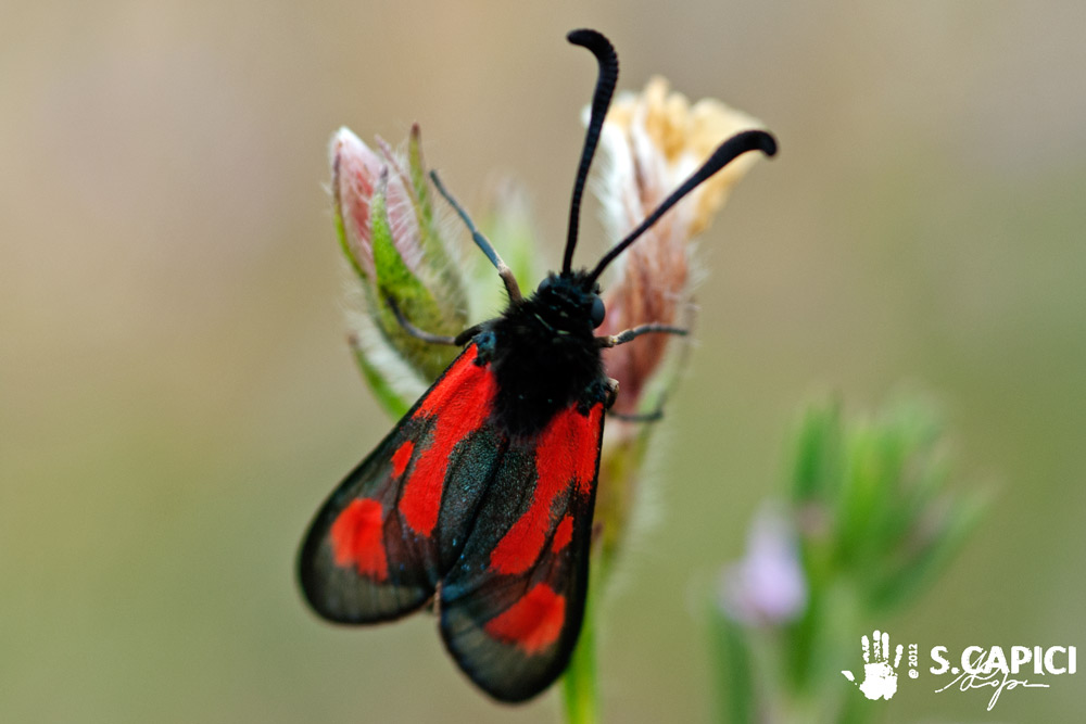 Zygaena sp. da ID