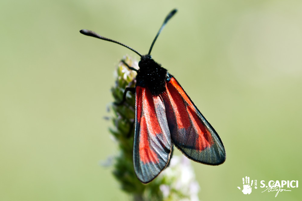 Zygaena sp. da ID