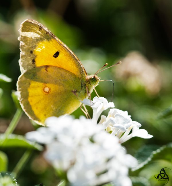 e'' una colias ? Che genere ?