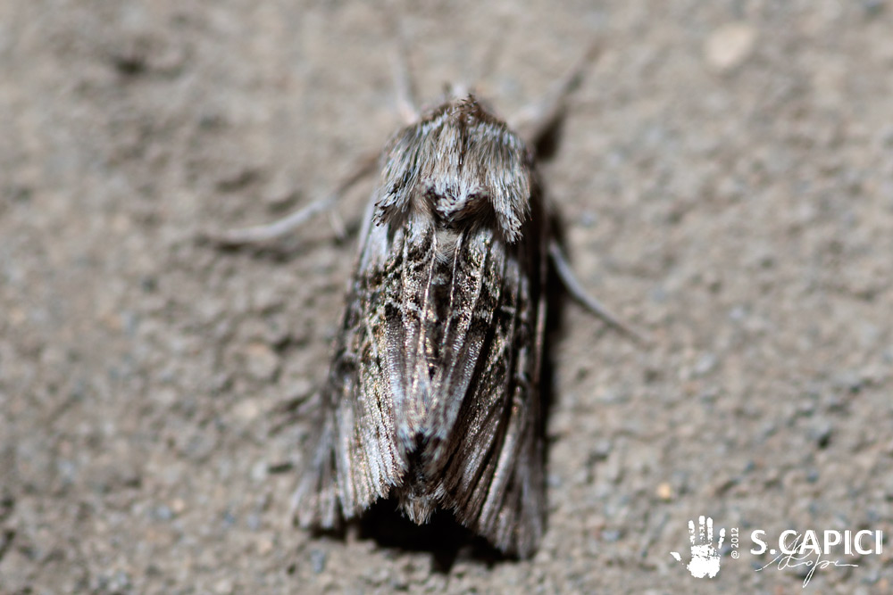 Omphalophana serrata (Treitschke, 1835) ??