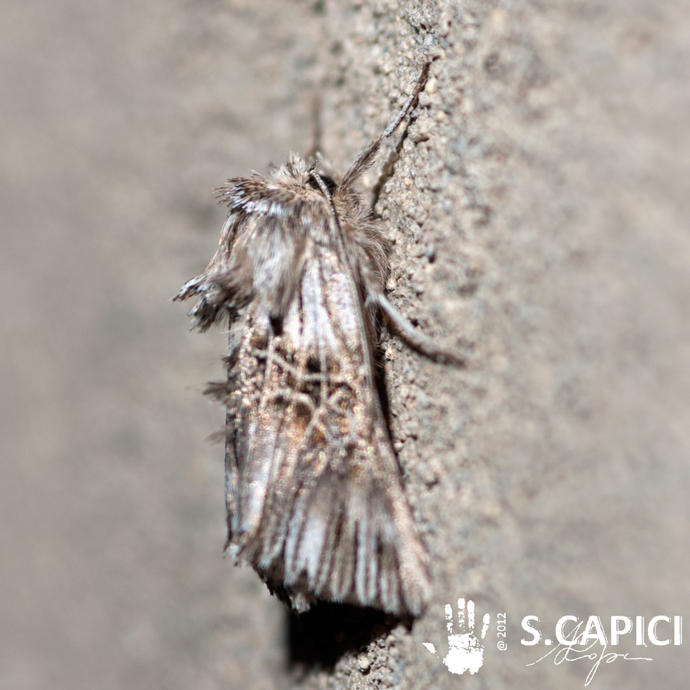 Omphalophana serrata (Treitschke, 1835) ??