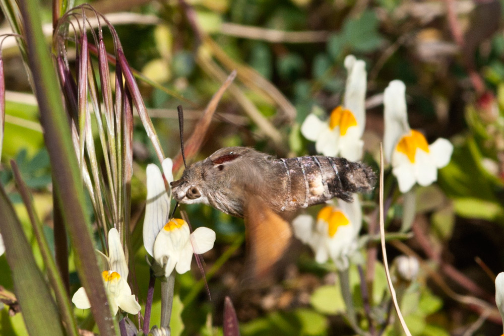 Sembrava un colibri'' ... chi e'' ? - Macroglossum stellatarum