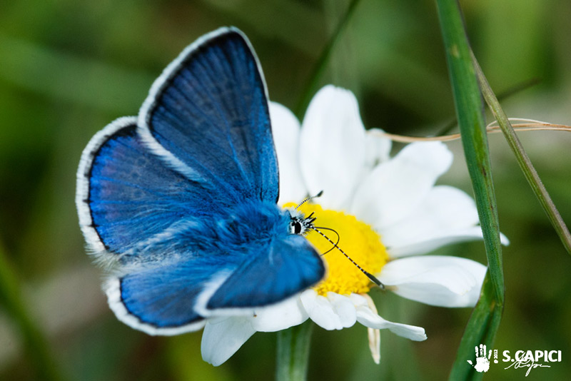 P. celina o bellargus ?