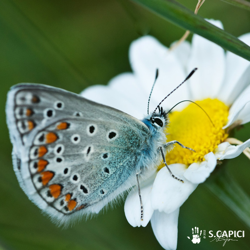 P. celina o bellargus ?
