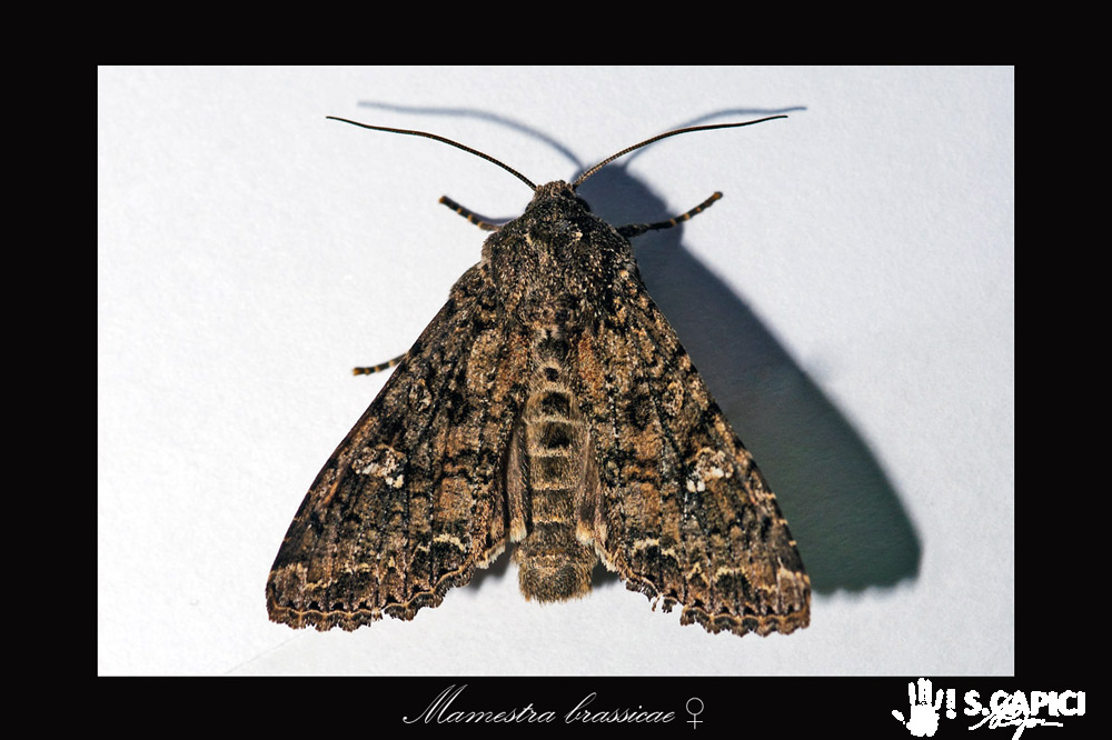 richiesta ID