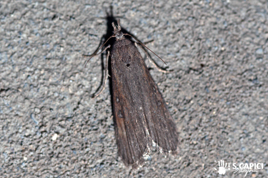 Pyralidae ?
