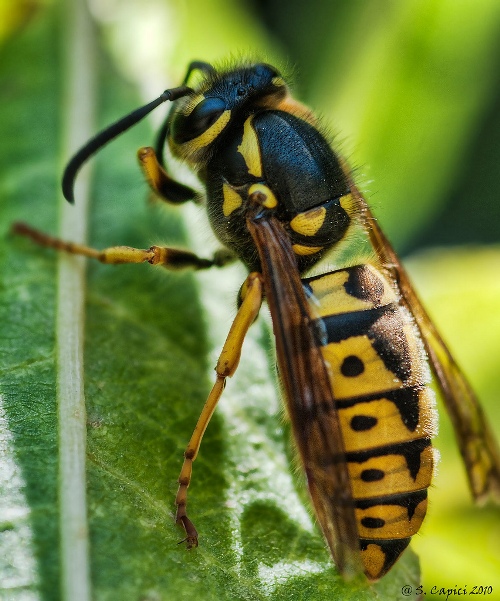 Vespula germanica (fondatrice?)