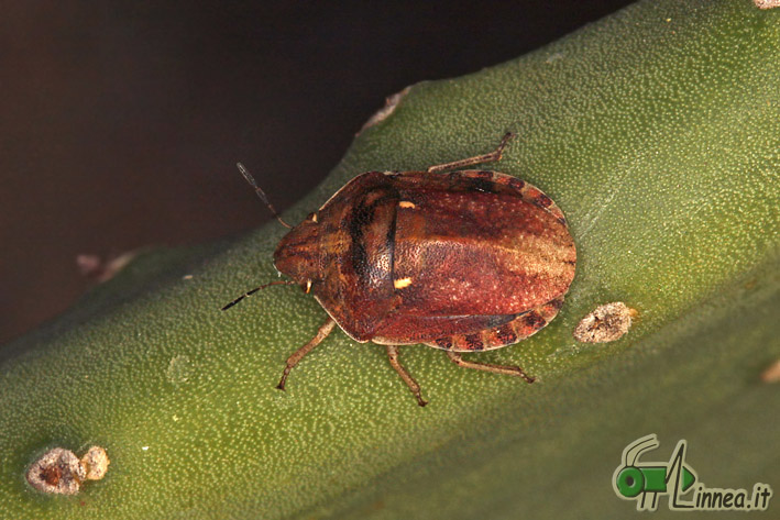 Eurygaster maura? S