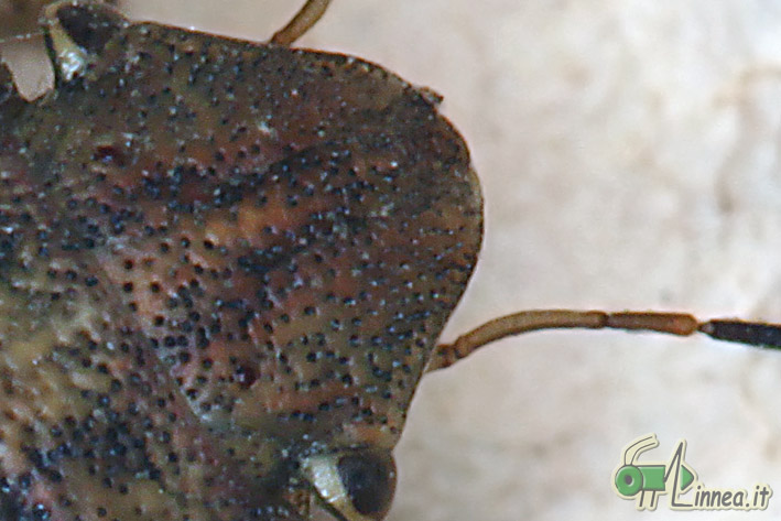 Eurygaster maura? S