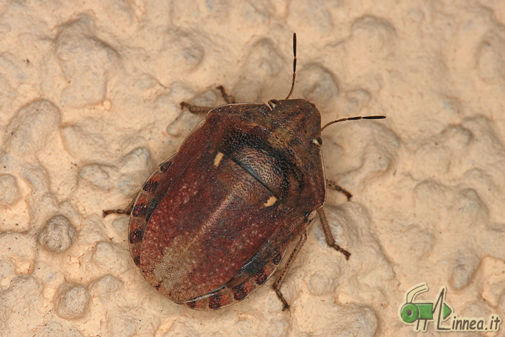 Eurygaster maura? S
