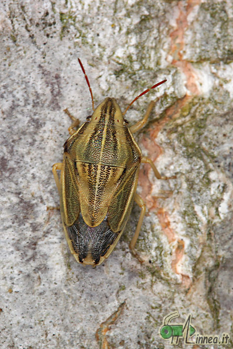 Pentatomidae: Aelia acuminata di Linarolo (PV)