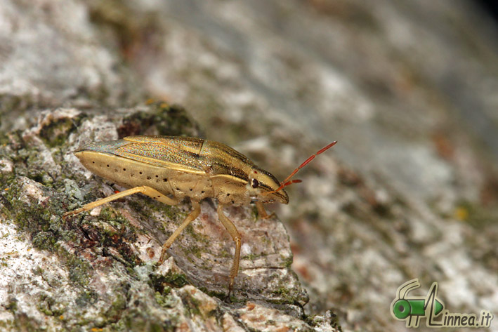Pentatomidae: Aelia acuminata di Linarolo (PV)