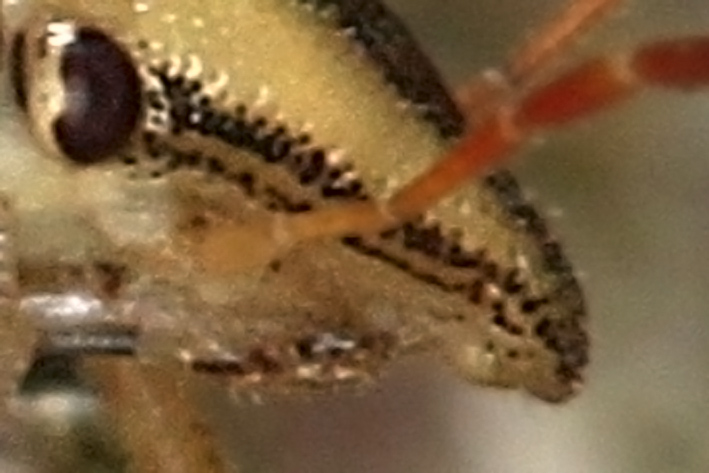Pentatomidae: Aelia acuminata di Linarolo (PV)