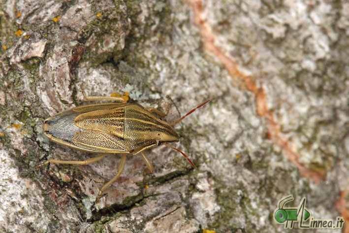 Pentatomidae: Aelia acuminata di Linarolo (PV)