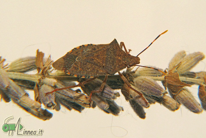 Pentatomidae: Arma custos (2) di Linarolo (PV)