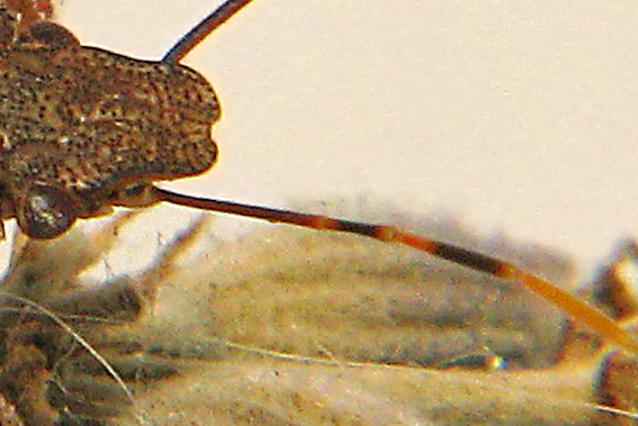 Pentatomidae: Arma custos (2) di Linarolo (PV)