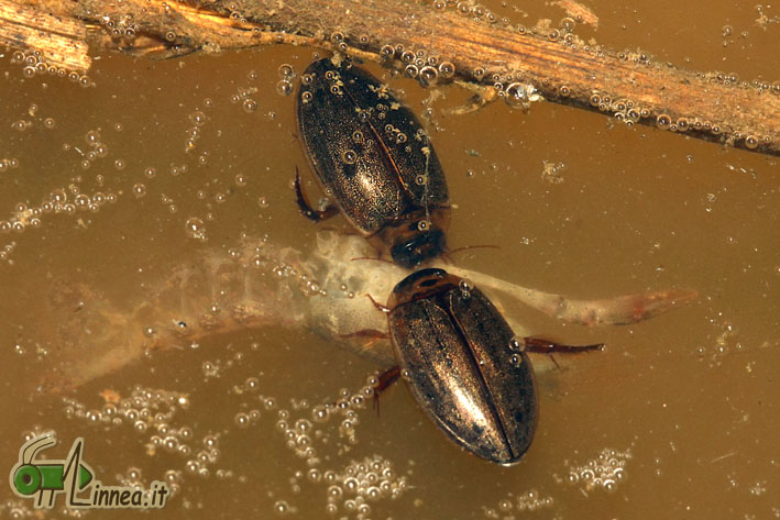 Rhantus suturalis e..?