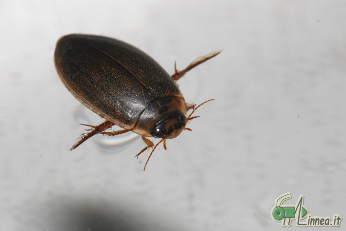 Rhantus suturalis e..?