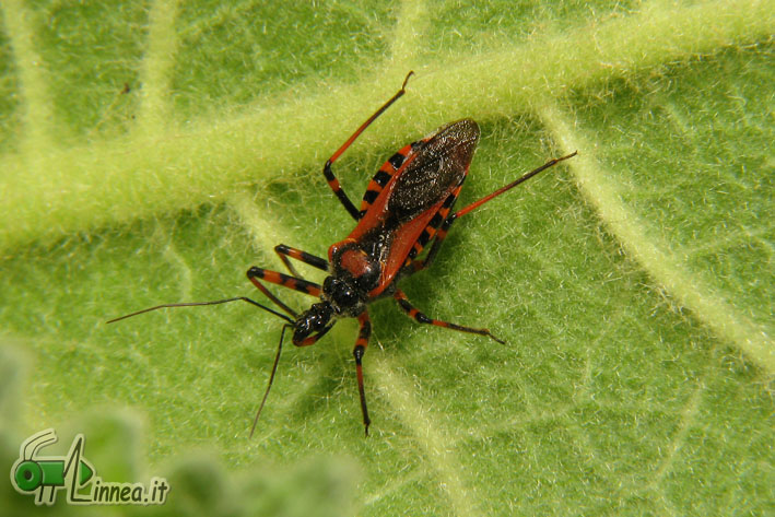 Reduviidae: Rhynocoris iracundus della Lombardia (SO)