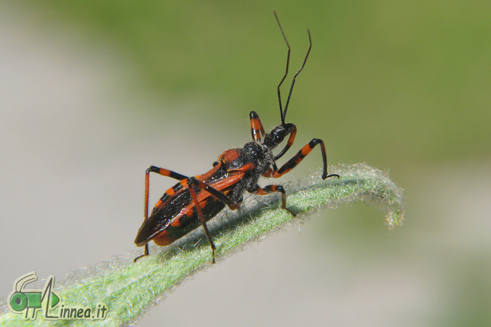 Reduviidae: Rhynocoris iracundus della Lombardia (SO)