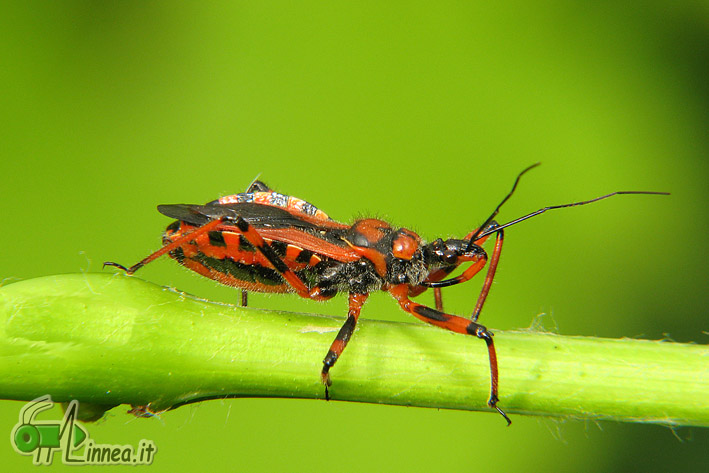 Reduviidae: Rhynocoris cf rubricus della Toscana (PI)