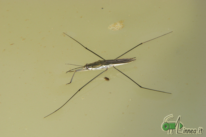 Gerridae: Aquarius paludum della bassa Lombardia (PV)