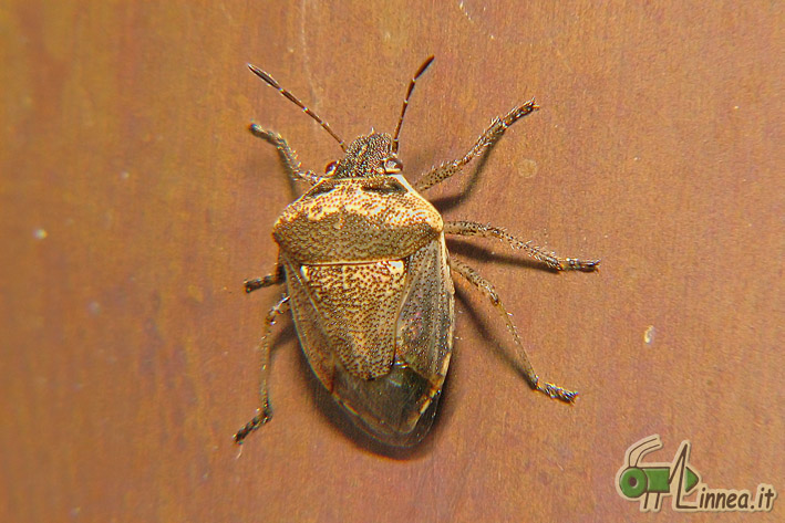Pentatomidae: Eysarcoris ventralis di Linarolo (PV)