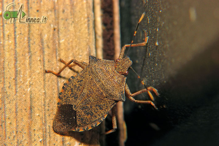 Pentatomidae: Arma custos di Linarolo (PV)