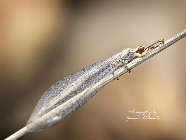 Mirmeleontidae