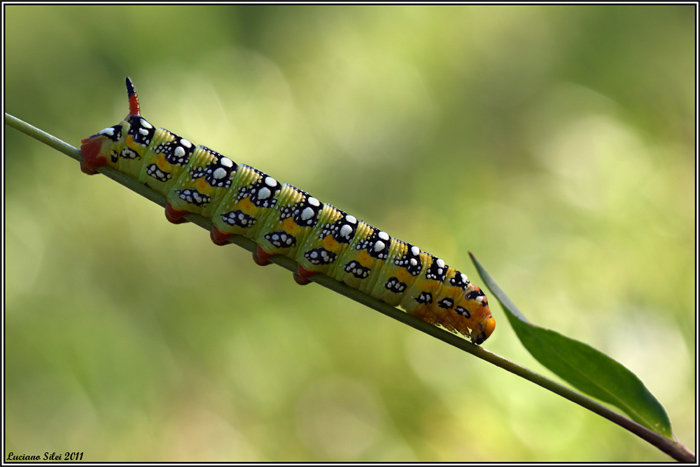 Identificazione bruco