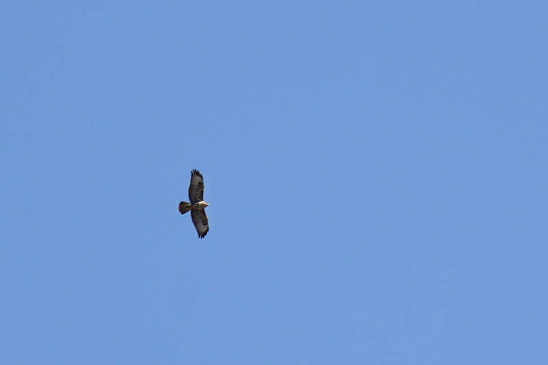 Conferma per aquila reale