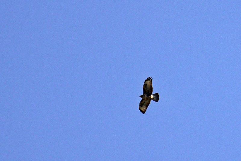 Conferma per aquila reale