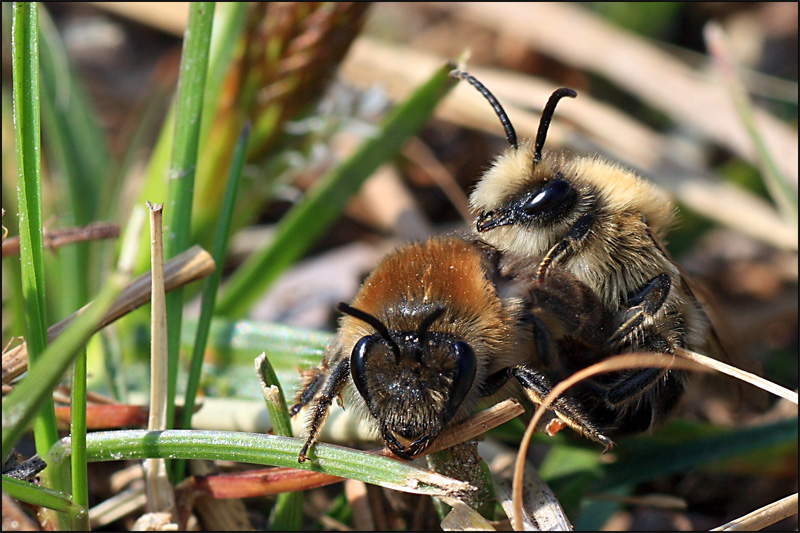 Colletes cunicularius in accoppiamento