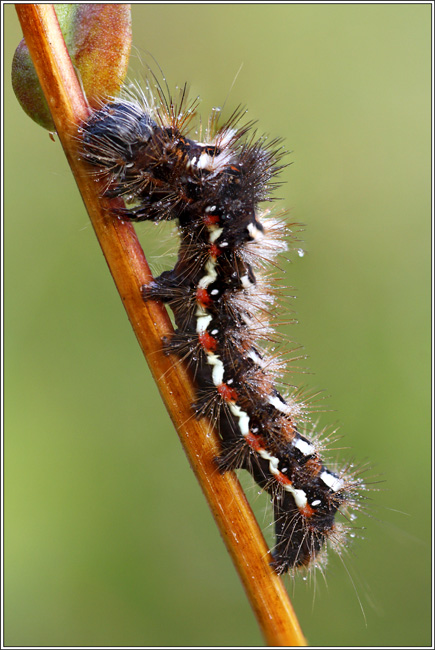 Identificazione bruco - Acronicta (Viminia) rumicis