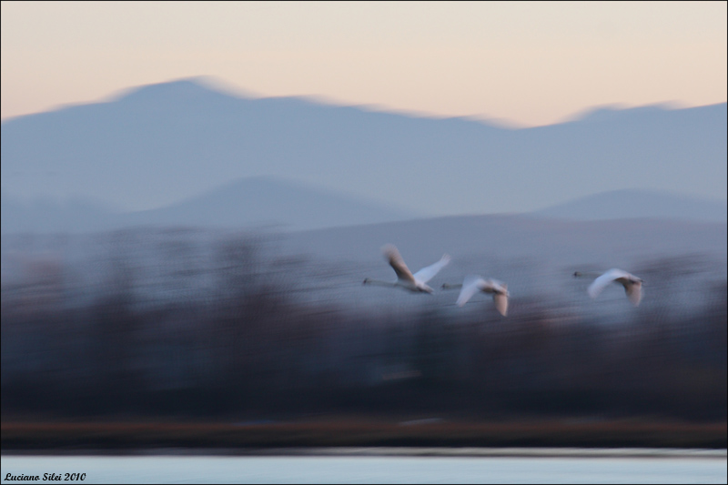 Cigni in volo
