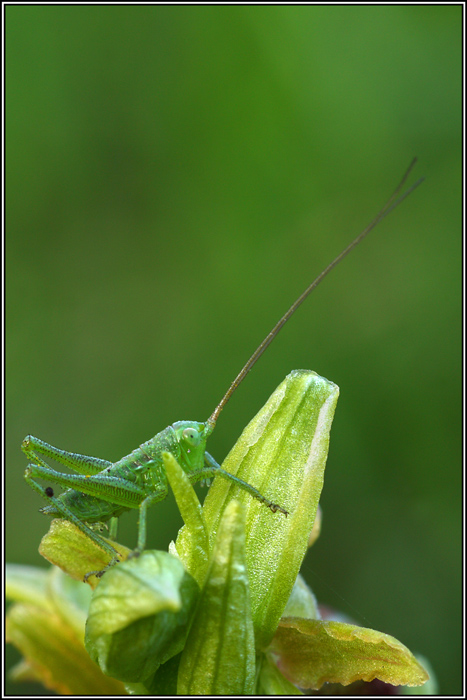 Leptophyes punctatissima?