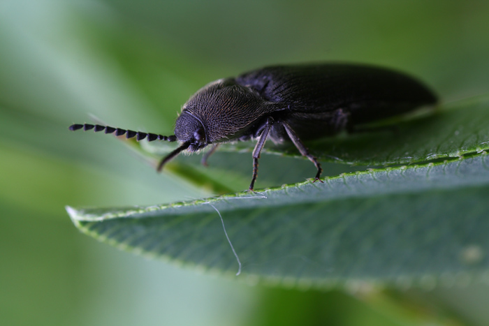 Elateridae: forse Melanotus sp?