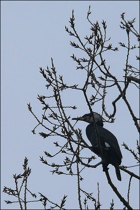 Domanda sui cormorani