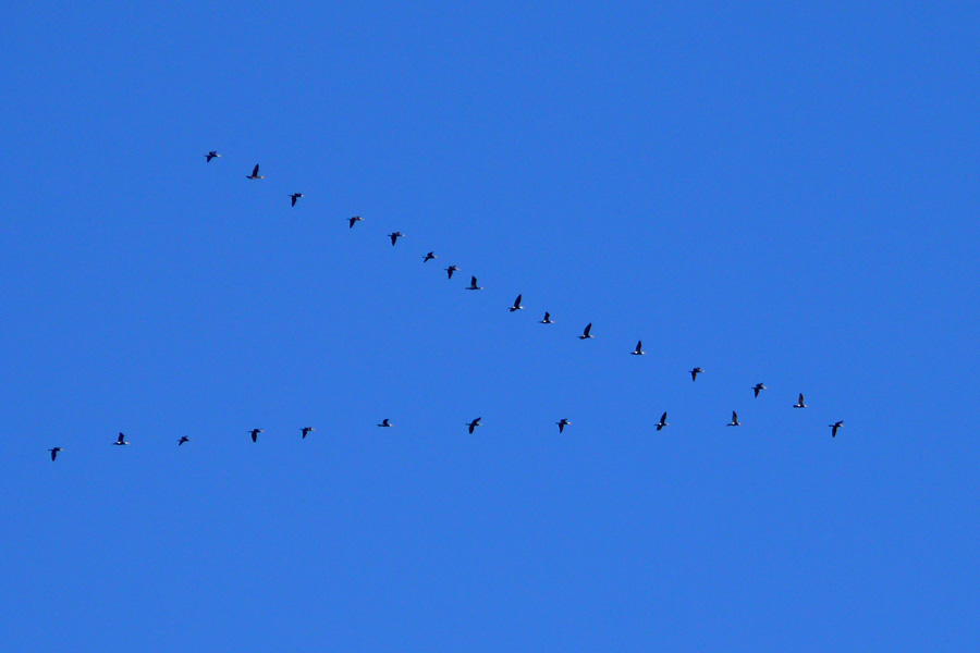 Formazione di ...?