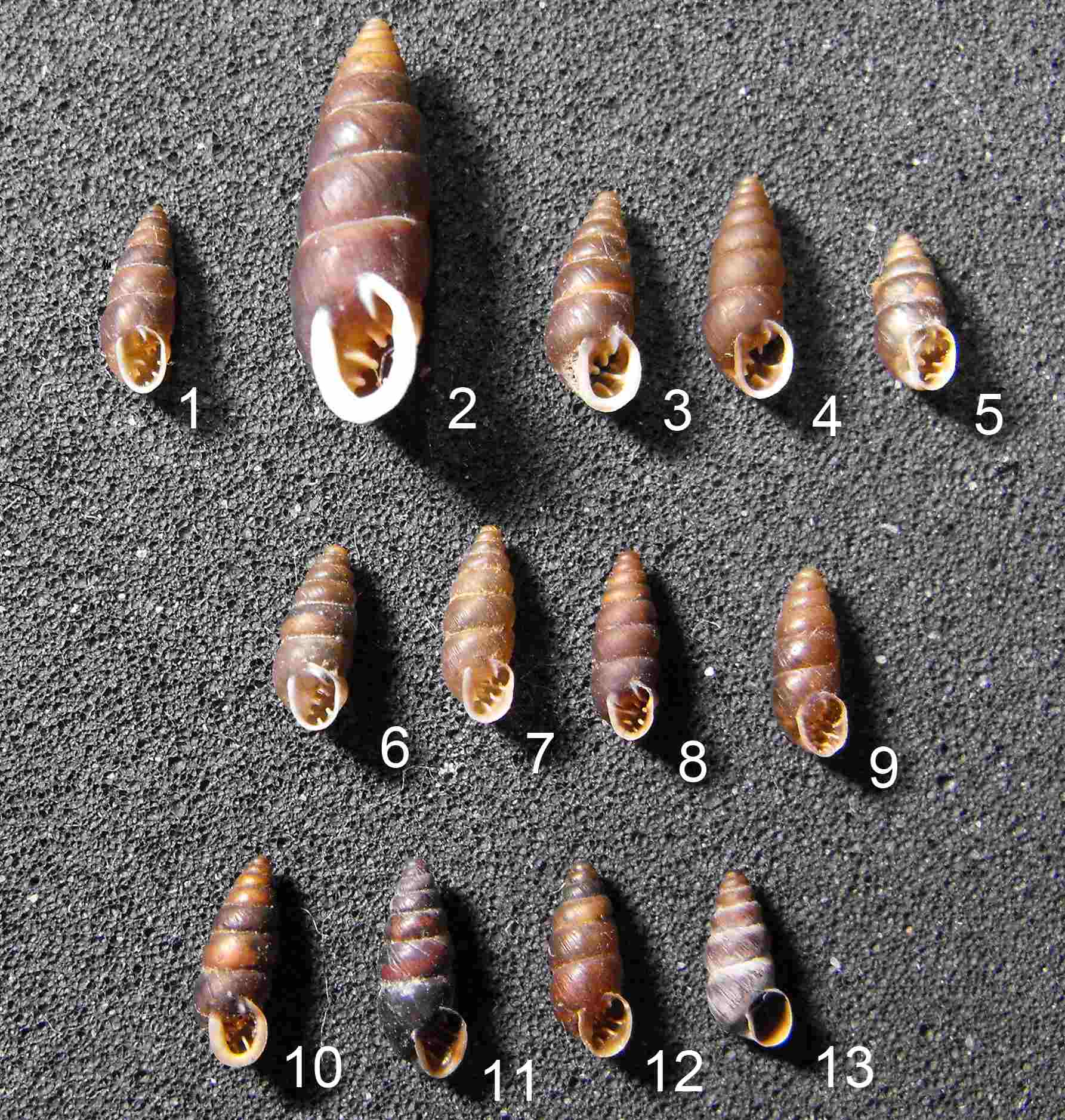 Chondrinidae dalla Val Vestino